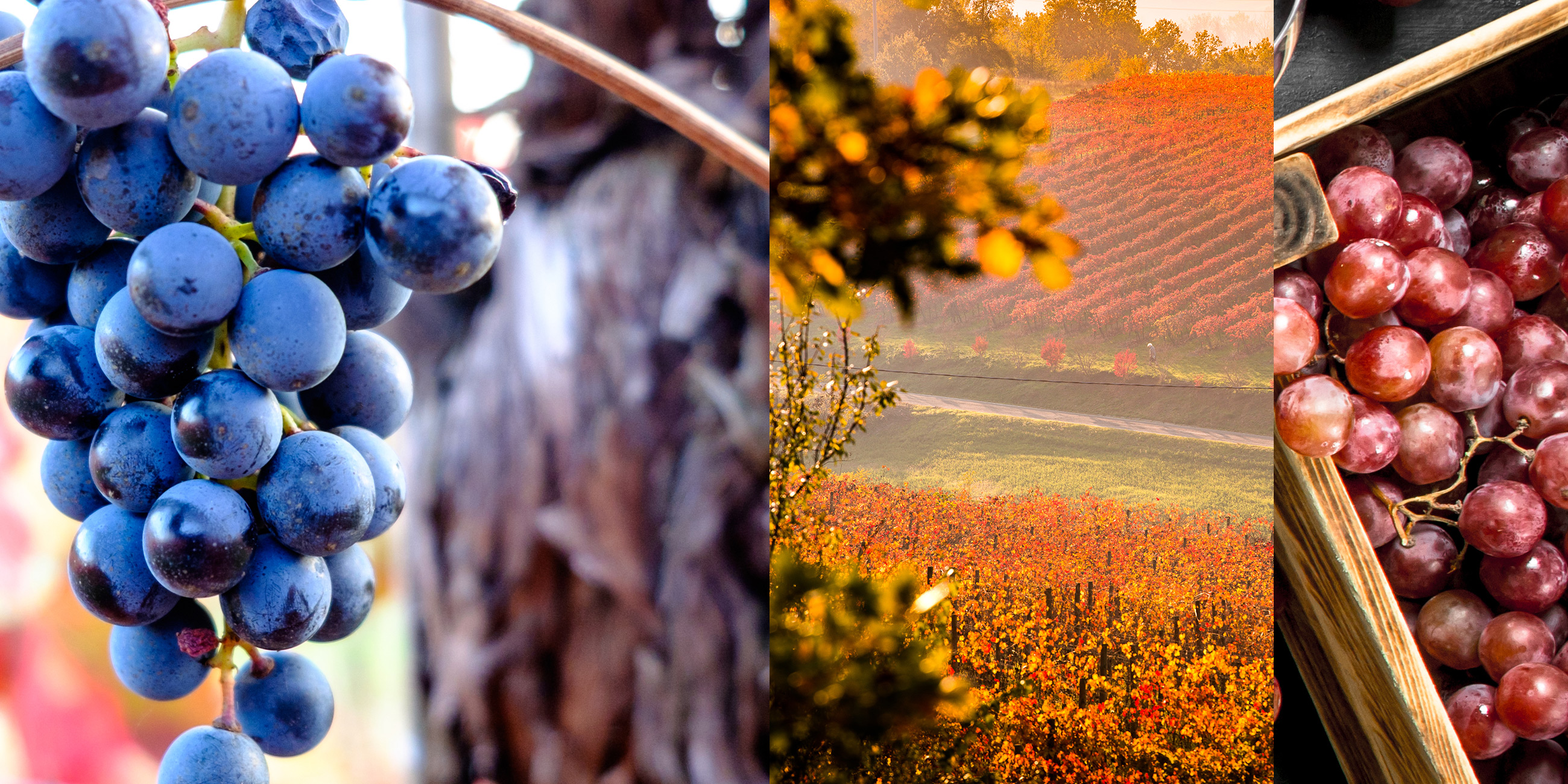 Tipi di Lambrusco