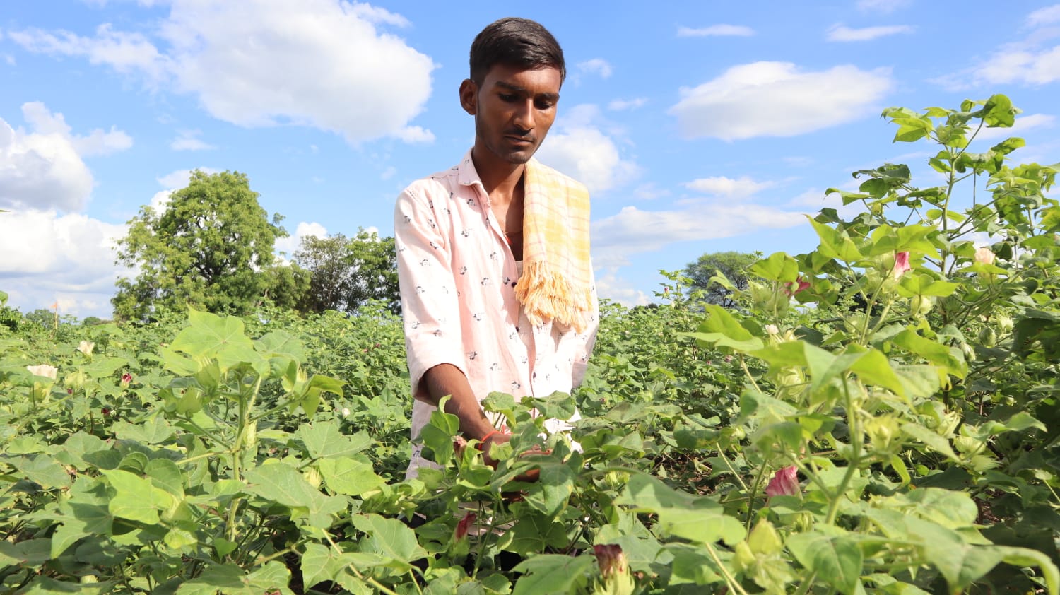 Agricoltura del cotone bio e sostenibile in India